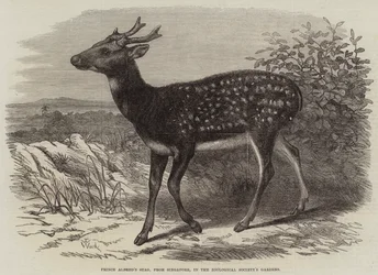 Prinz Alfreds Hirsch aus Singapur im Zoologischen Garten